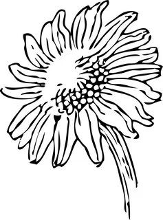 botanical flowers - Google Search Sunflower drawing, Sunflow