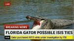 Gators lives matter - Meme by itshunterxd :) Memedroid
