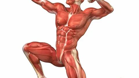 Qué es el desequilibrio muscular?