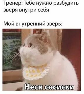 Малиновый закат ВКонтакте Funny animals, Funny mems, Cats