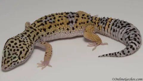 Leopard Gecko Morph Prices - Best Images Hight Quality