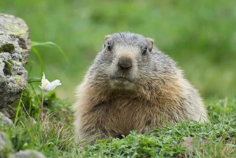 File:Marmota marmota sp. 05.jpg - Wikimedia Commons