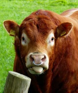 Sale cow with nose piercing is stock