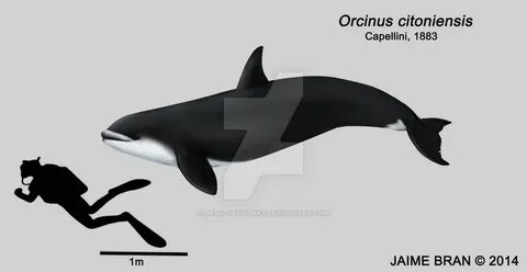 Orcinus citoniensis by Bran-Artworks.deviantart.com on @Devi