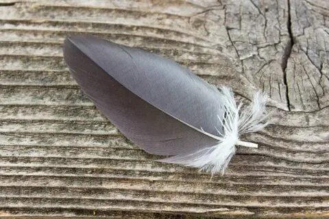White Feather on Old Timber Background Stock Photo by © roby