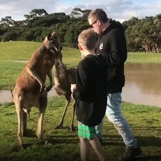Kangaroo punches kid square in the face - GIF on Imgur
