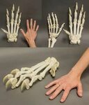 tiger anatomy - Google Search Skeleton anatomy, Animal skele