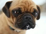 Brachycephalic Breeds and feeling guilty about wanting one P