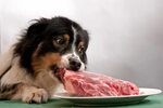 Dieta barf per cani: In cosa consiste l'alimentazione barf, 
