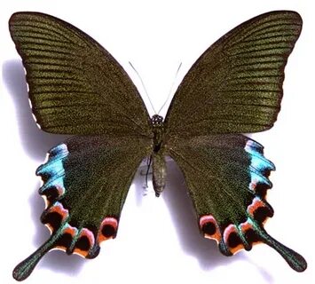 Peacock Swallowtail Butterfly Related Keywords & Suggestions