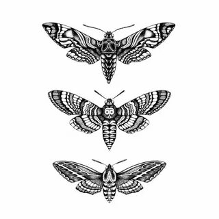 Emily Carter - 'Hawk Moths' Fine Art Print A4 Moth tattoo, M