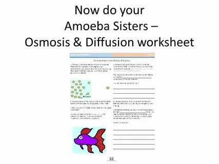 Amoeba Sisters Diffusion Answers - Amoeba Sisters Osmosis Wo