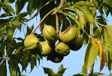 Free Images : branch, fruit, food, produce, tropical, evergr