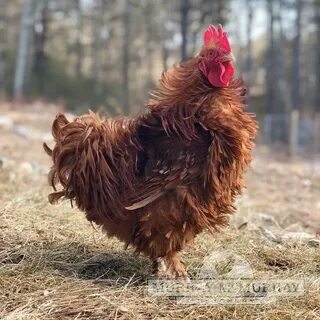 Murray McMurray Hatchery - Red Frizzle Cochin Bantams