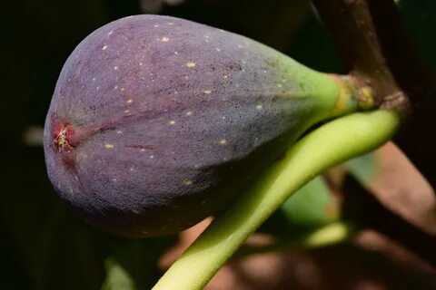 1680x1050 wallpaper Fig Tree, Fig, Fruit, Blue Fig, close-up