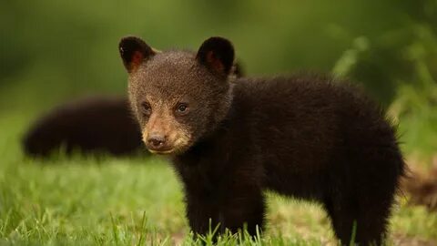 Baby bear grass cute cub animals wallpaper 2560x1440 1299316