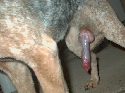 Puppies With Discharge In Penis hotelstankoff.com