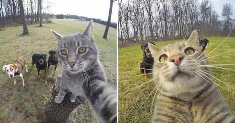 Meet Manny: The Selfie Taking Cat - 9GAG