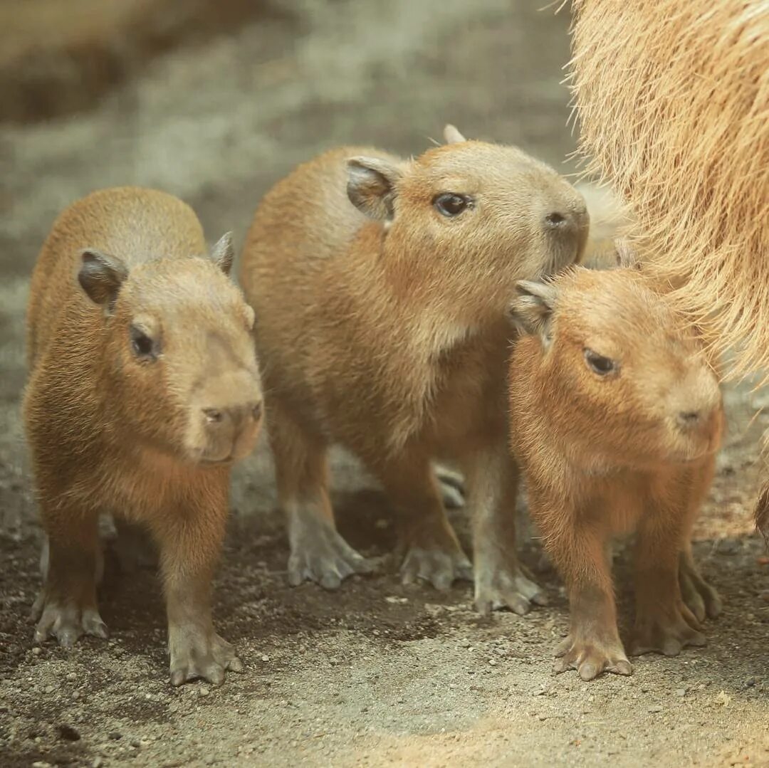 Capybara rock rust фото 93