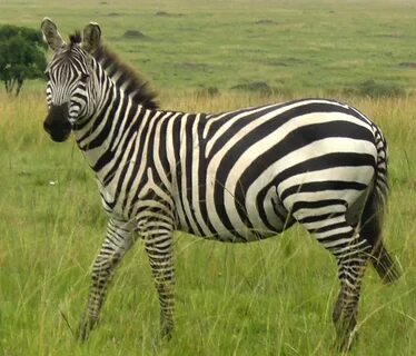 Displaying Pictures of Zebras on Animal Picture Society