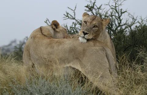File:African lion, Panthera leo at Kgalagadi Transfrontier P