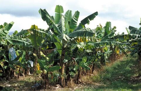 File:CSIRO ScienceImage 3735 Banana plantation just north of