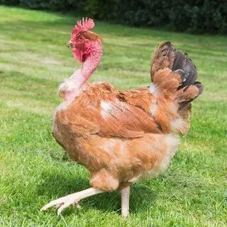 Chickens for Sale - eFowl