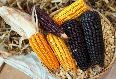 Кукуруза - польза и вред, состав, калорийность, описание рас