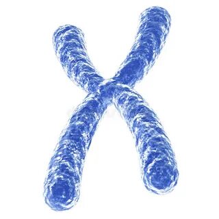 Human Chromosome Isolated Stock Illustrations - 7,983 Human 