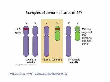 Sex Determination and Sex -Linked Traits How