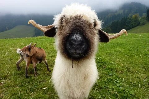 Best Time to See Valais Blacknose Sheep in Switzerland 2022 