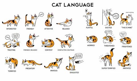 lingholic.com on Twitter: "How to understand your cat! https