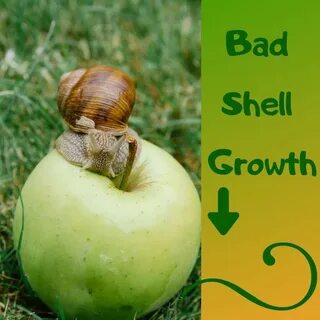 Snail disease Pet snails, Low maintenance pets, Cheap pets