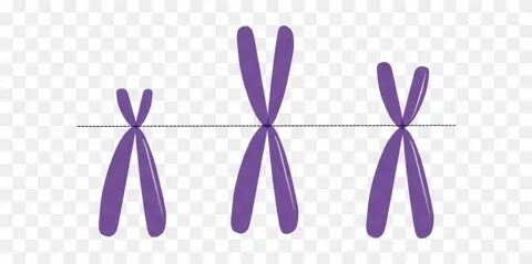 Clipart Of Gene And Allele - X Chromosome Transparent - Free