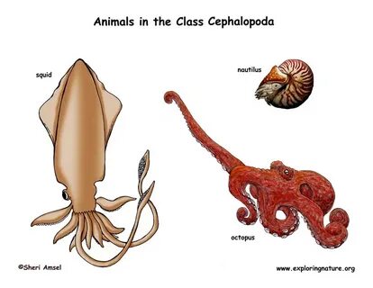 Class - Cephalopoda (Nautilus, Squid, Octopus)
