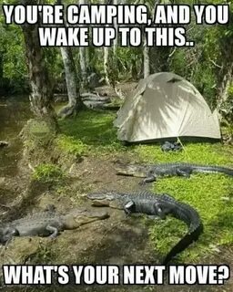 Funny Camping Memes - Buroda Online