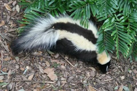 File:Striped skunk Florida.jpg - Wikimedia Commons