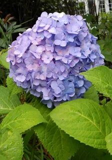 Nikko Blue Hydrangea - Boyd Nursery Company