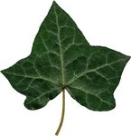 Transparent Ivy Leaf Related Keywords & Suggestions - Transp