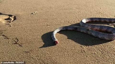 Australian man films the horrifying moment a headless snake 
