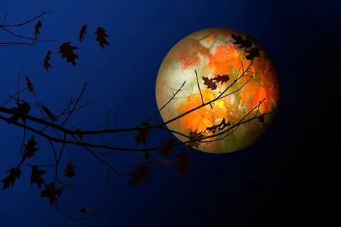 Download wallpaper leaves, the moon, texture, section abstra