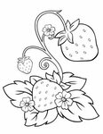 strawberry coloring and activity page Fruit coloring pages, 