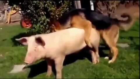 Dog mating black pig and white pig - YouTube