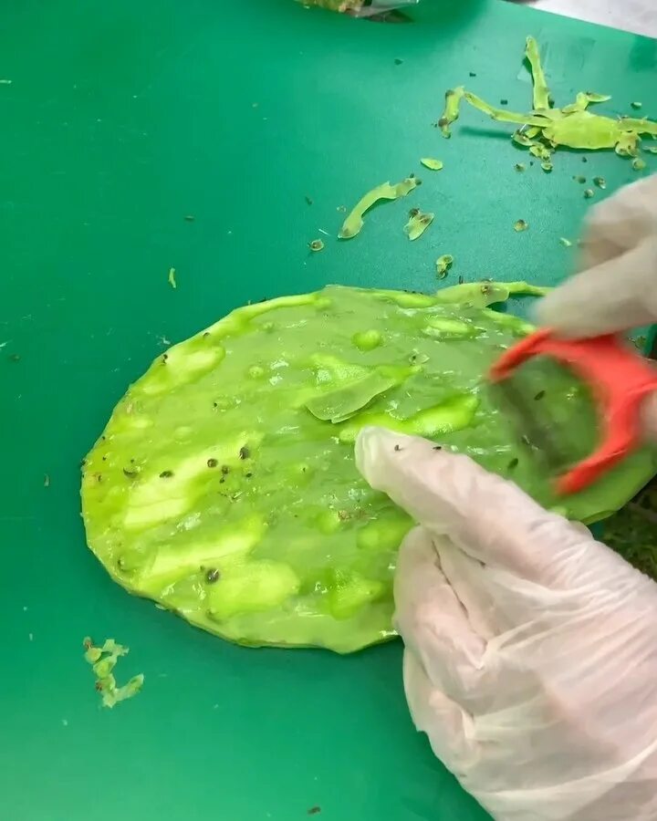 @rosamexicano: “#Behindthescenes look at nopales being prepped.⁣⁣ ⁣⁣ 