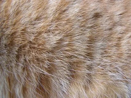 Cat's red fur texture Free Stock Photo FreeImages