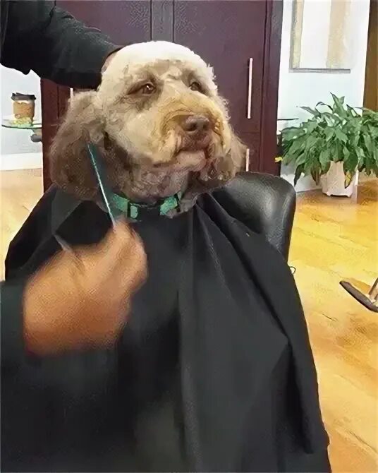 Labradoodle гифки, анимированные GIF изображения labradoodle