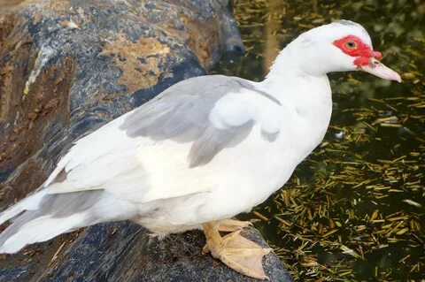 Lavender Muscovy duck