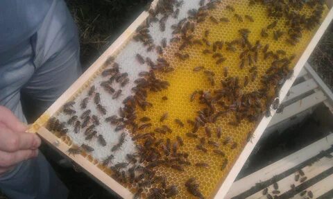 File:2013-07-07 11.29.22 - Rahmen mit Bienen die Waben bauen