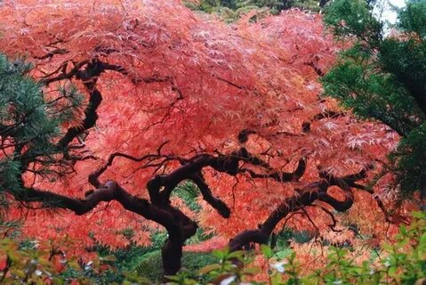 Японское дерево (75 фото) .