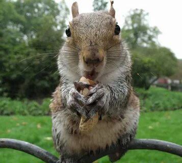 Squirrel Crazy Quotes. QuotesGram